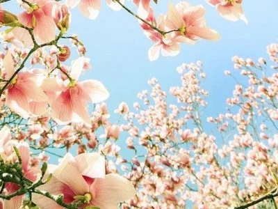 Formation Fleurs de Bach Niveau 2 en ligne