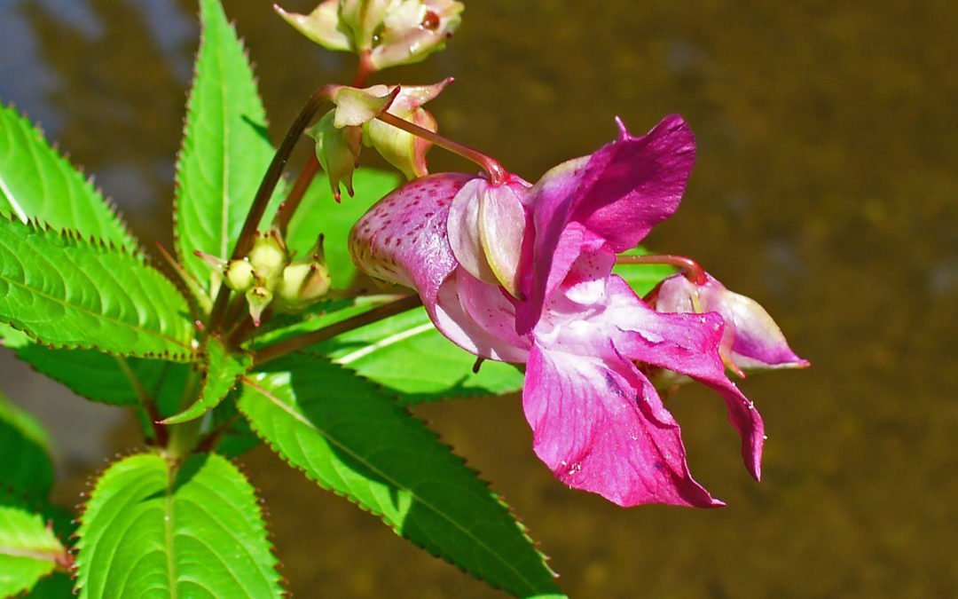 FLEURS DE BACH IMPATIENS