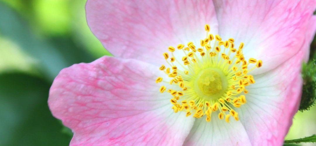 FLEURS DE BACH WILD ROSE