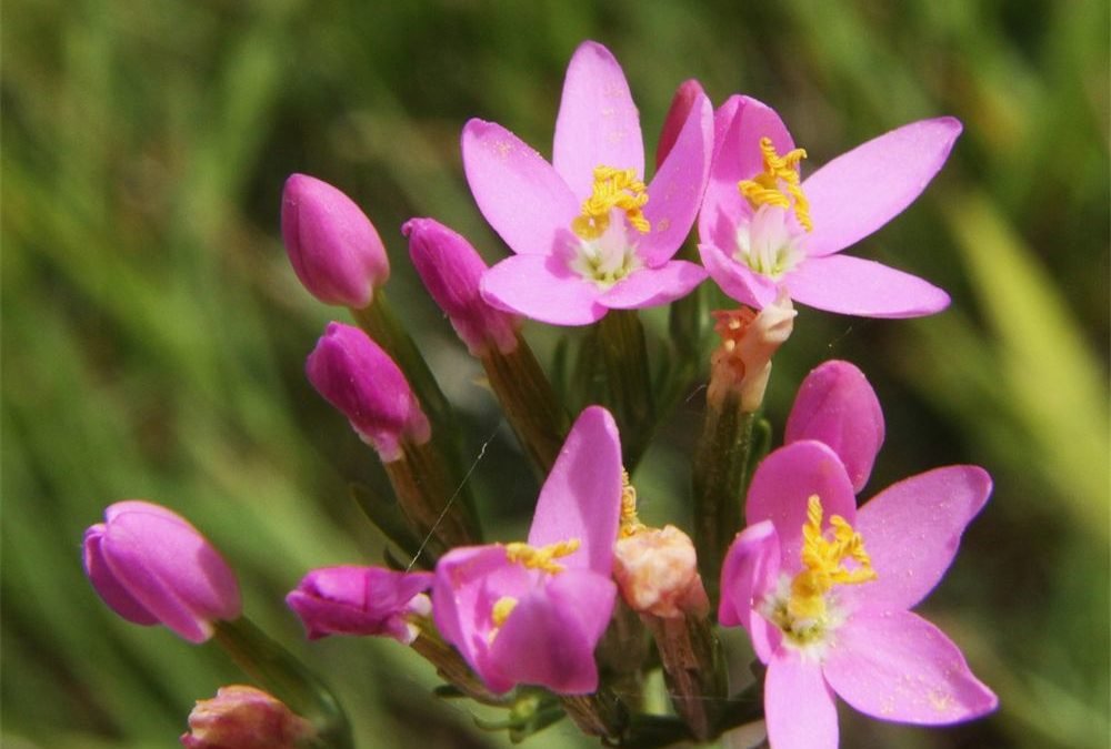 FLEURS DE BACH CENTAURY