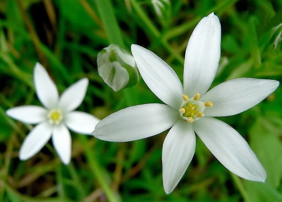 STAR OF BETHLEHEM