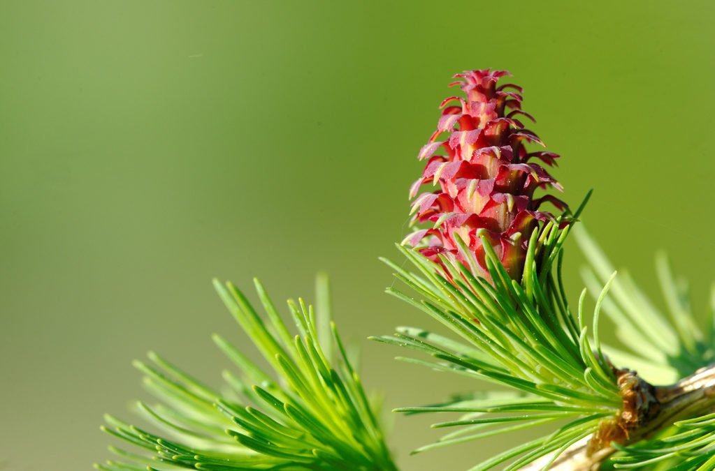 FLEURS DE BACH LARCH