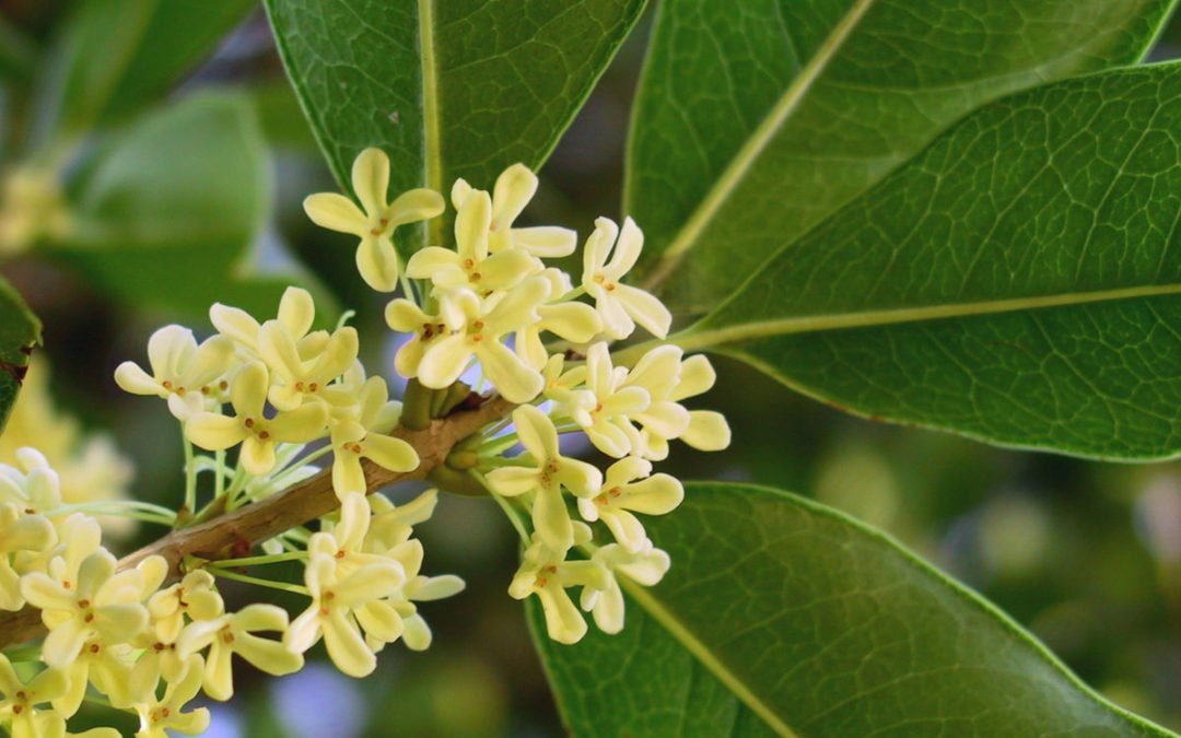 FLEURS DE BACH OLIVE