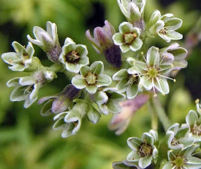 FLEURS DE BACH SCLERANTHUS