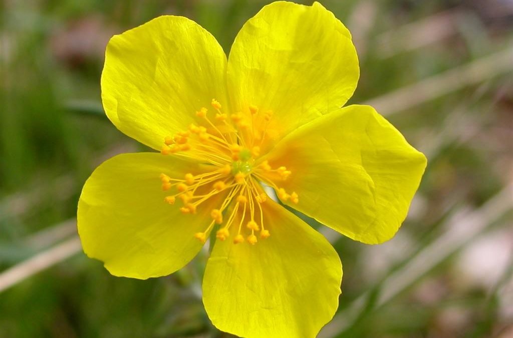 FLEURS DE BACH ROCK ROSE