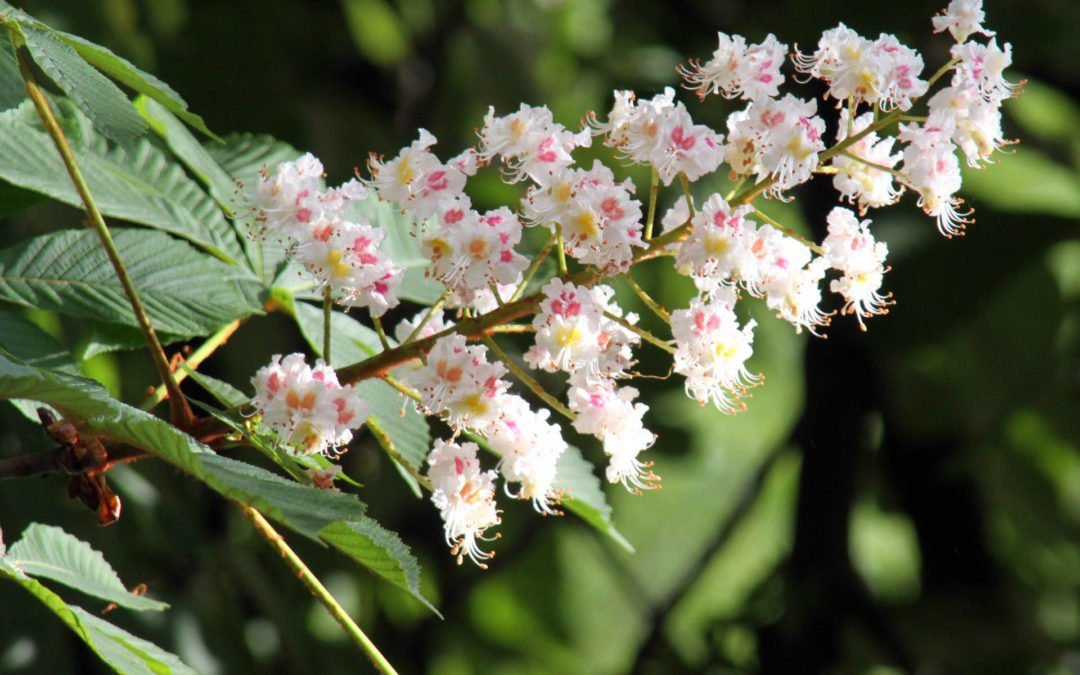 FLEURS DE BACH WHITE CHESNUT
