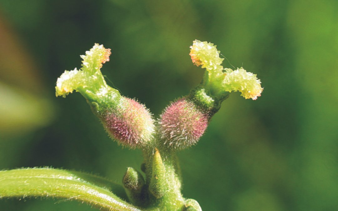 FLEURS DE BACH WALNUT