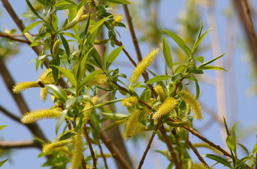 FLEURS DE BACH WILLOW