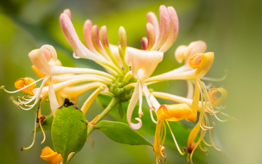 FLEURS DE BACH  HONEYSUCKLE